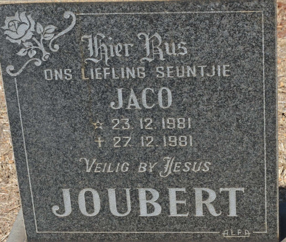 JOUBERT Jaco 1981-1981