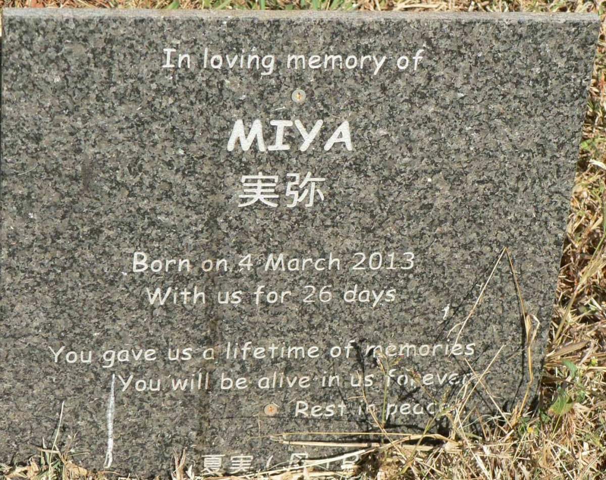 ? Miya 2013-2013
