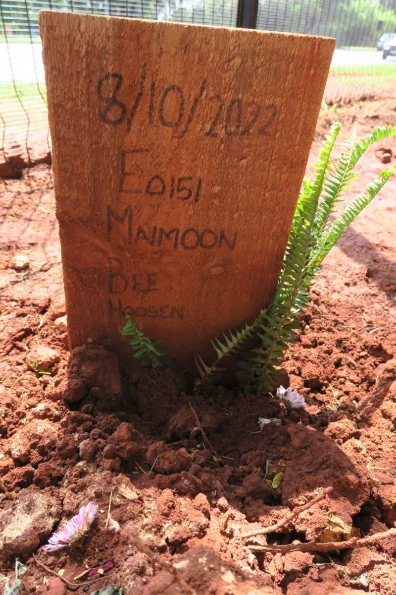 MAIMOON Bee Hoosen -2022