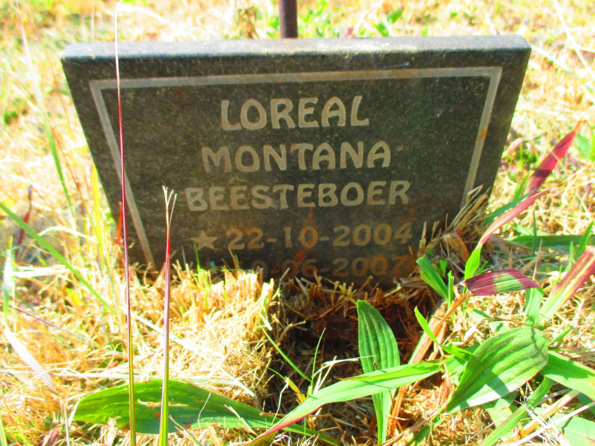BEESTEBOER Loreal Montana 2004-2007