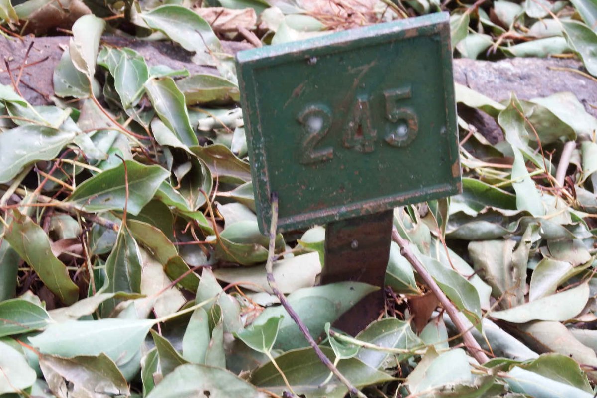 ? 245