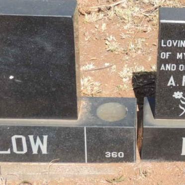LOW A.H. 